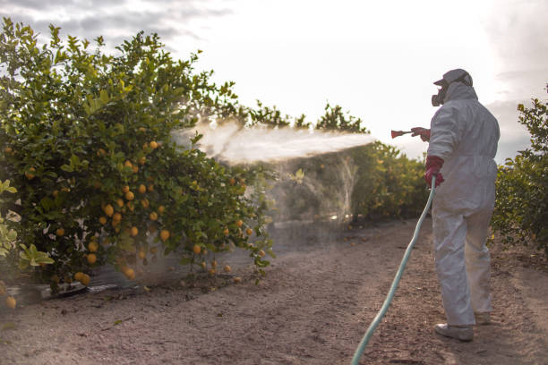 Best Affordable Pest Control Services  in Corning, IA