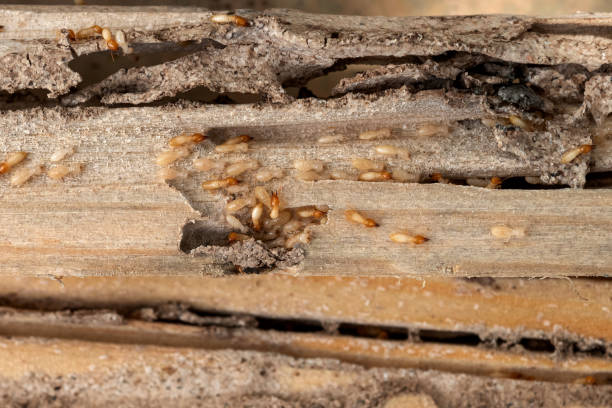 Best Mosquito Control Services  in Corning, IA